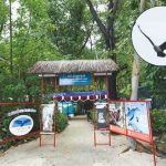 Konservasi Elang Bondol di Pulau Kotok