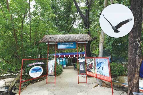 Konservasi Elang Bondol di Pulau Kotok