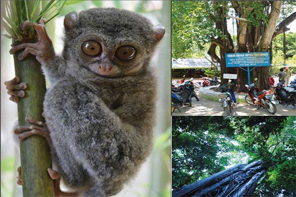 Tarsius Si Monyet Hantu Langka dari Bitung Manado