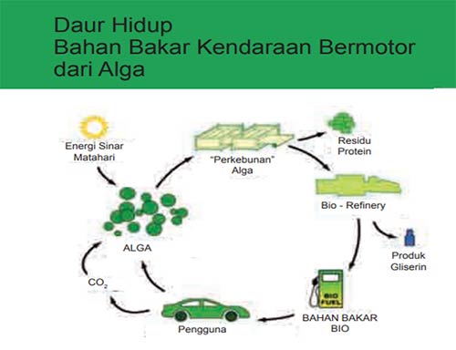 Bio-fuel Berbahan Baku Alga