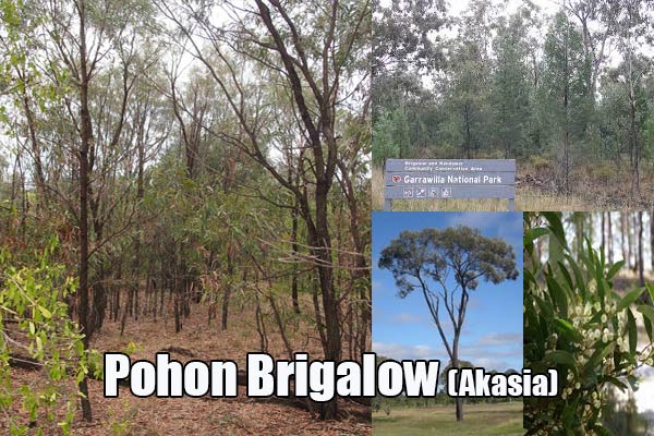 Pohon Brigalow (akasia)