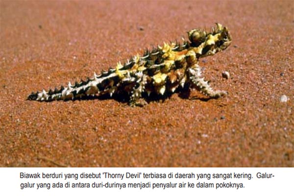 Biawak Thorny Devil – Moloch horridus