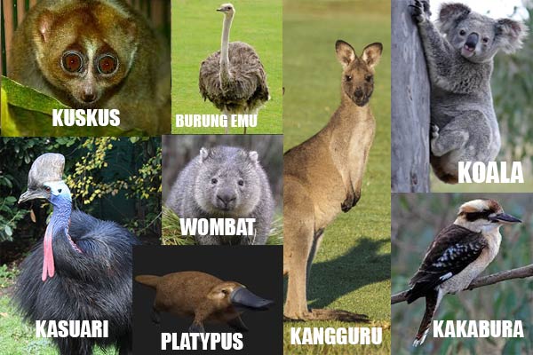 Keunikan hewan-hewan yang termasuk tipe australis yaitu