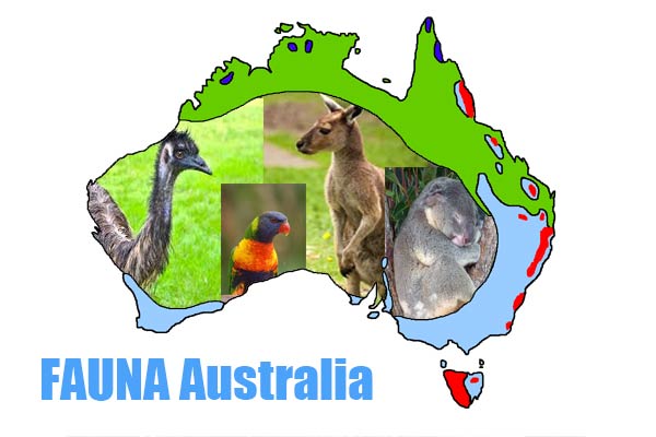 Fauna Khas Australia