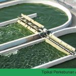 Energi Bio-fuel Dari Alga Hijau