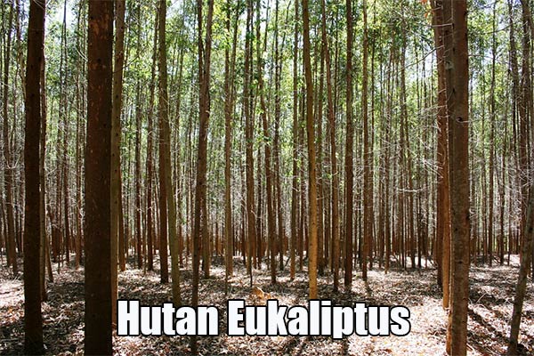 pohon eukaliptus