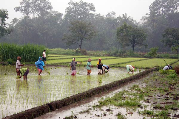 Pemberdayaan Petani dan Pemenuhan Haknya