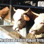 Teknik Membuat Pakan Ternak Fermentasi