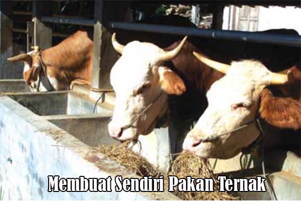 Teknik Membuat Pakan Ternak Fermentasi