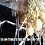 Teknik Budidaya Kentang Dengan Aeroponik