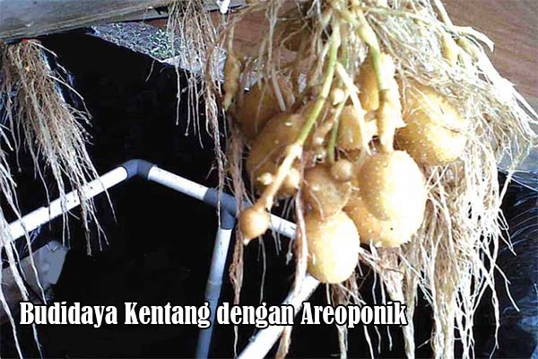 Teknik Budidaya Kentang Dengan Aeroponik