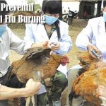 Upaya Preventif Hadapi Flu Burung