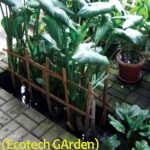 Teknologi Ecotech Garden (EGA) Alternatif Untuk Olah Air Selokan