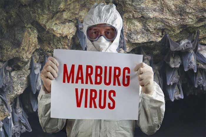 marburg virus