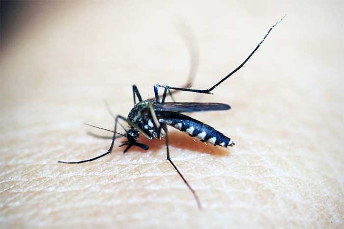 4 Penyakit Berbahaya yang Disebabkan oleh Nyamuk