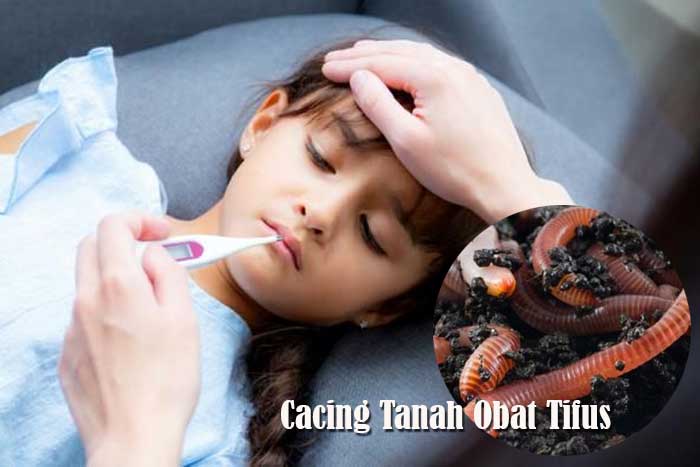 Benarkah Cacing Tanah Obat Tifus Ampuh?