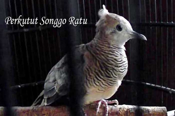 Perkutut Songgo Ratu