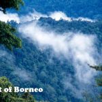 Kilas Balik Tentang Heart Of Borneo