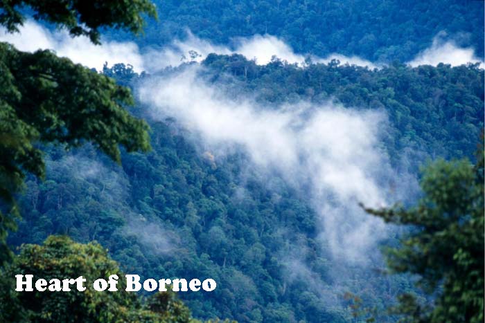Kilas Balik Tentang Heart Of Borneo