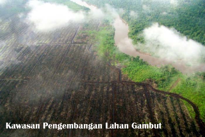 Kilas Balik Kawasan Pengembangan Lahan Gambut (PLG) Sejuta Hektar