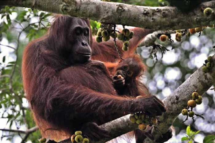 orang utan, di Taman Nasional Kutai