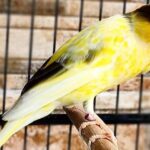 Deretan Harga Burung Kenari Paling Murah Sampai Paling Mahal