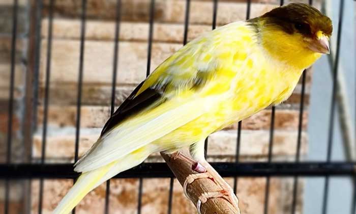 Deretan Harga Burung Kenari Paling Murah Sampai Paling Mahal