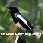 Manfaat Mandi Malam Bagi Burung Kacer