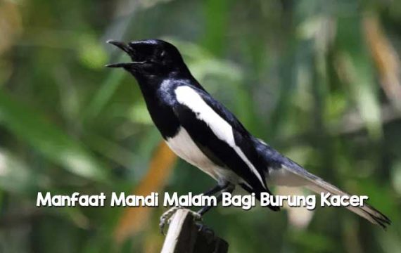 Manfaat Mandi Malam Bagi Burung Kacer