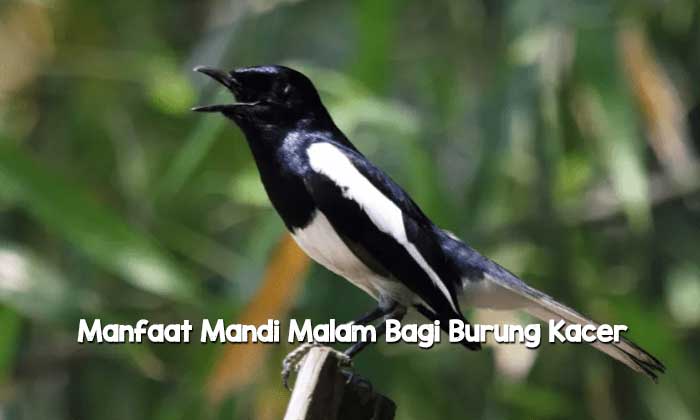 Manfaat Mandi Malam Bagi Burung Kacer