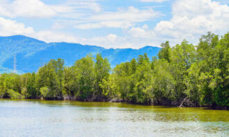 Hutan Mangrove