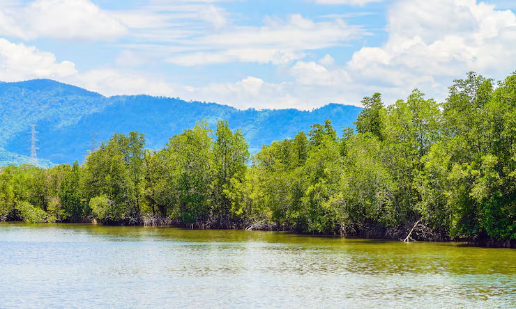 Hutan Mangrove
